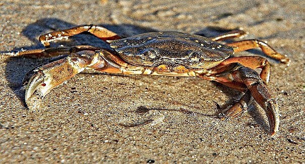 CRABE TOURTEAU