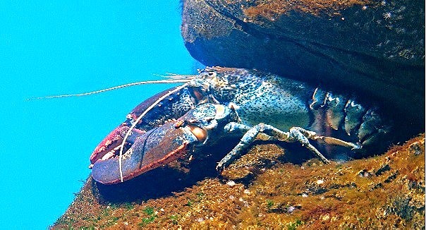 LOBSTER