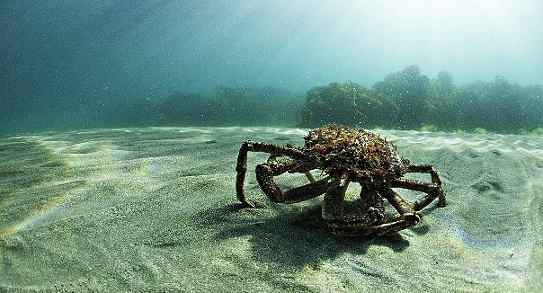 CRABE HYAS