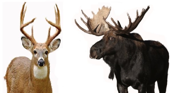 CHASSE HUNTING